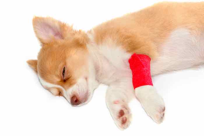 Pet First Aid for Children Level 2 (VTQ)