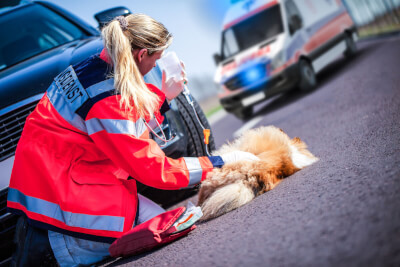 Pet First Aid for Emergency Services Level 2 (VTQ)
