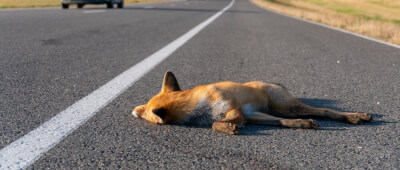 Animal First Aid and Recovery (VTQ)