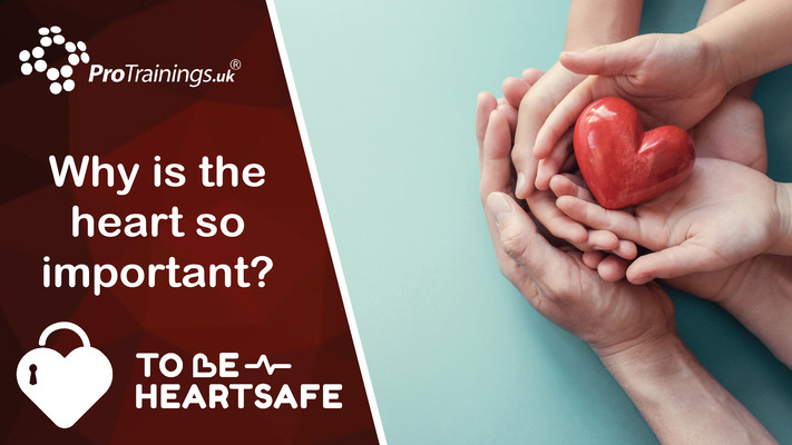 Why is the heart so important