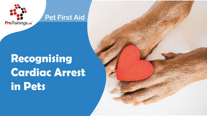 Recognising Cardiac Arrest in Pets 