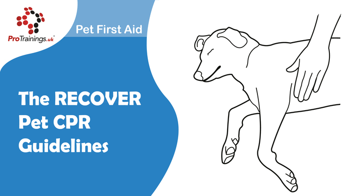 The RECOVER Pet CPR Guidelines 