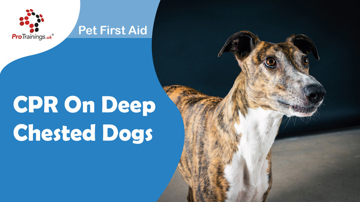CPR on deep chested dogs 