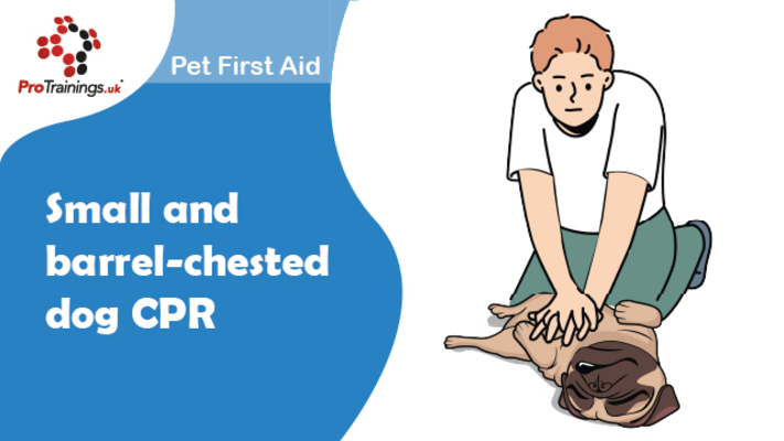 Small and barrel-chested dog CPR 