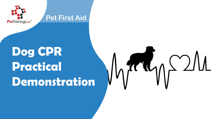 Dog CPR Practical Demonstration 