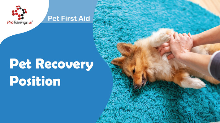 Pet Recovery Position 