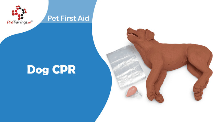 Dog CPR 